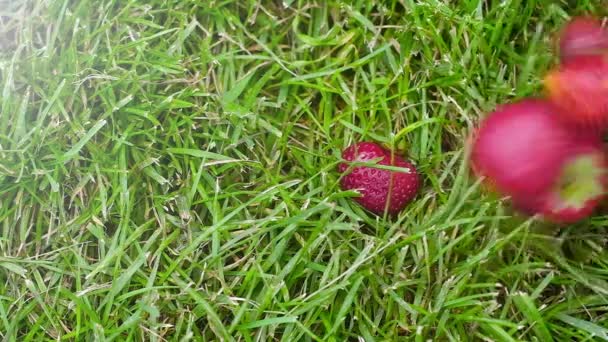 Fraise Juteuse Rouge Fraîche Tombe Sur Herbe Verte Roule Sur — Video