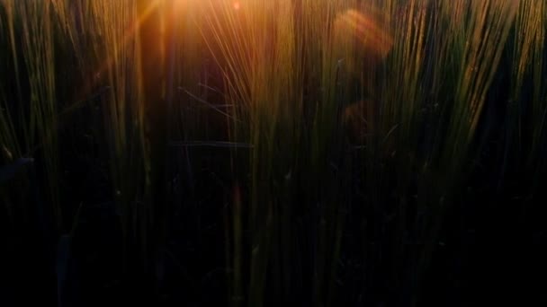 村の小麦畑の幻想的な夕日 — ストック動画