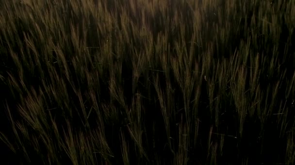 Fantastiquement beau coucher de soleil dans le domaine du blé mûrissant. Tiges se balançant lentement dans le vent, les rayons du soleil pénètrent dans la caméra et créent un éblouissement. Contre-jour .