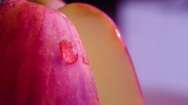 yavaş yavaş olgun, kırmızı, sulu ısırık Apple deri aşağı rulo su büyük bir şeffaf damla makro fotoğraf.