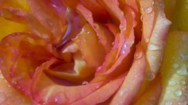 çiğ şeffaf bir damla kırmızı bir gülün ortasına akar. Yakından kapatın. Güneşli yaz günü.