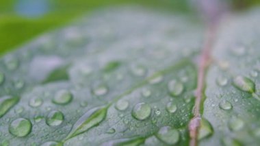 Şeffaf çiy panoramik makro fotoğraf taze yeşil yaprak üzerine düşer. Sabah dağınık aydınlatma. Kamera hareket eder, odak değişir.