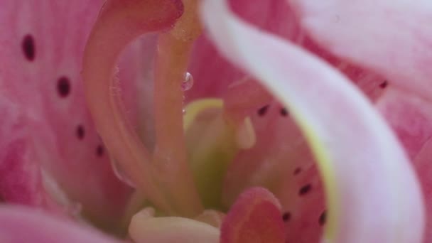 Genomskinlig Droppe Dagg Rinner Mitten Den Rosa Liljan Pistill Makroläge — Stockvideo