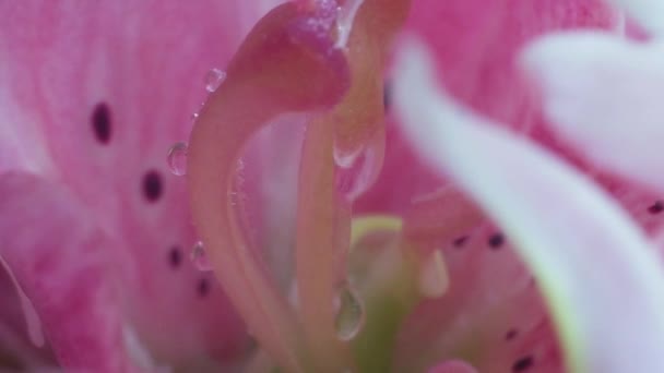 Transparent Droppe Dagg Rinner Mitten Rosa Lilja Makroläge Solig Sommardag — Stockvideo