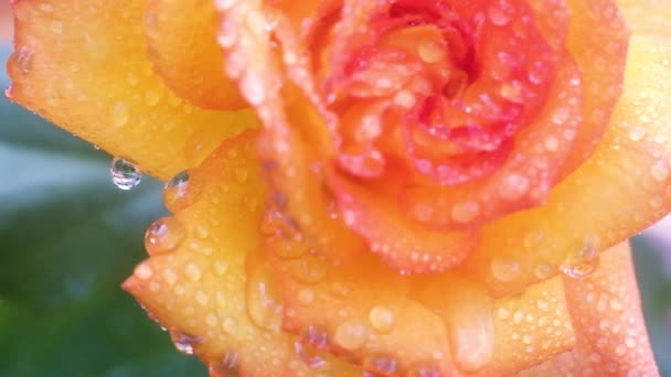 Διαφανείς Σταγόνες Νερού Ένα Κίτρινο Τριαντάφυλλο Λουλούδι Μετά Πότισμα Κοντινό — Αρχείο Βίντεο