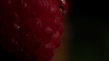 yavaş yavaş olgun kırmızı ahududu berry aşağı akan su berrak bir damla makro vurdu. düşük tuşla aydınlatma.