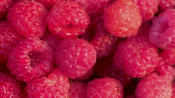 Makroaufnahmen Roter Reifer Frischer Saftiger Himbeeren Viele Beeren Sind Eine — Stockvideo