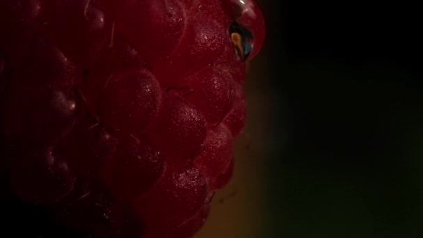 Yavaş Yavaş Olgun Kırmızı Ahududu Berry Aşağı Akan Berrak Bir — Stok video