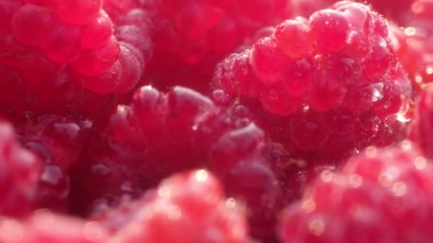 Primer Plano Panorámico Frambuesas Maduras Las Gotas Agua Montón Bayas — Vídeos de Stock