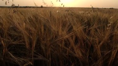 Kamera yavaş yavaş olgun buğday tarlasının üzerinde yükselir. Güneş ışınları saplardan parlar. Sonbahar gün batımı.