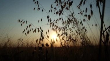 Güzel bir sonbahar gün batımına karşı arpa silueti. Oda yavaş yavaş olgun arpa alanı üzerinde yükselir. Güneş ışınları saplardan parlar. Sonbahar gün batımı.