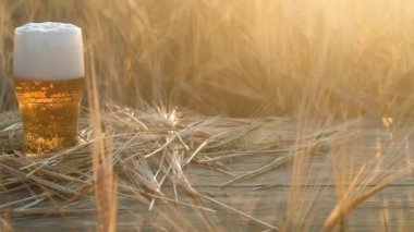 Bir fincan soluk sarı bira bir buğday tarlasında ahşap bir masa üzerinde oturur. Bardakta, kabarık beyaz köpük. Kabarcıklar yükselir. doğal akşam ışığı. Panorama çekimi.