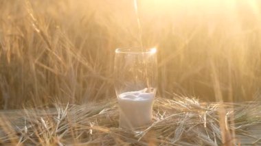 hafif bira şeffaf bir bardağa akar. Kupa, buğday tarlasında ki tahta bir masanın üzerinde duruyor. Bir sürü sprey. Köpük kenarına yükselir. doğal akşam ışığı.
