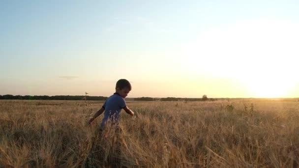 小さな男の子が小麦畑に一人で立ち 腕を振る 元気よく微笑む 夏の日没に対して 自然の上で遊ぶ 新鮮な空気 環境コンセプト — ストック動画