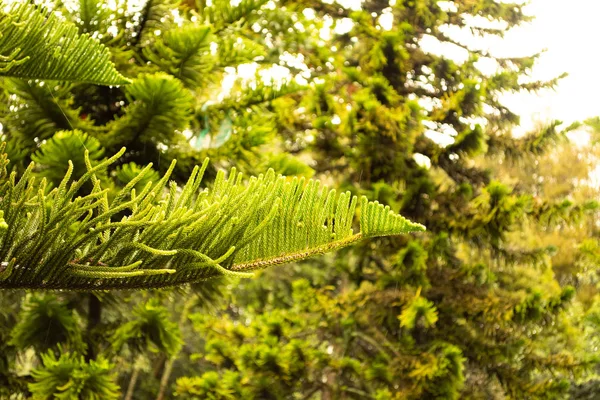 Des Branches Arbres Dans Forêt Par Une Journée Ensoleillée Gros — Photo