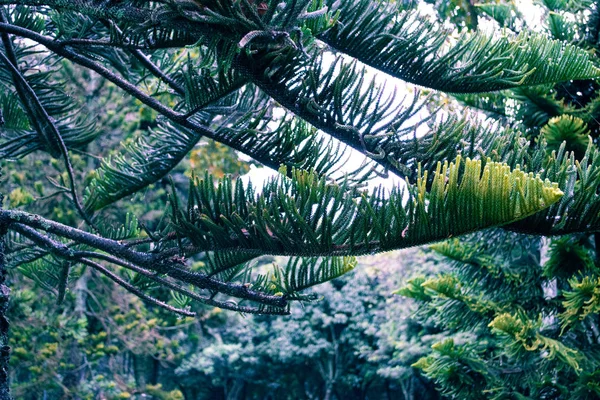 Belles Branches Arbres Verts Gros Plan Jour Pluie Sur Forêt — Photo