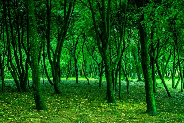 Floresta Verde Mística Com Árvores Folhas Bela Paisagem — Fotografia de Stock