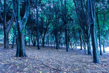 Soğuk bir günde ağaçlarla dolu mistik mavi orman. güzel manzara.