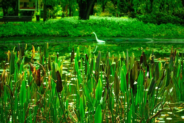 Plantas Verdes Lago Del Parque Con Pato — Foto de Stock