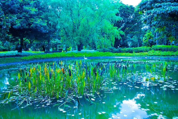 Hierba Plantas Lago Día Frío — Foto de Stock