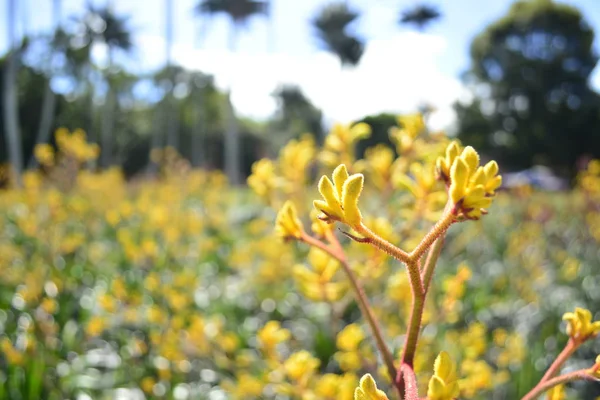 Gul Blomma Nära Håll Trädgården — Stockfoto