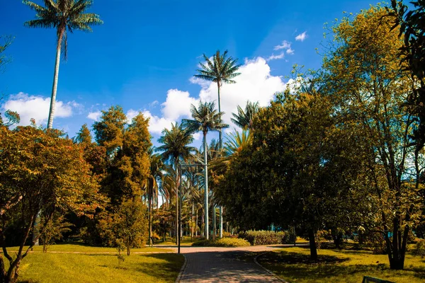 Parque Otoño Con Palmeras Largas — Foto de Stock