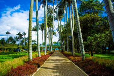 Avuç içi ve renkli çim ile Bahçe yolu
