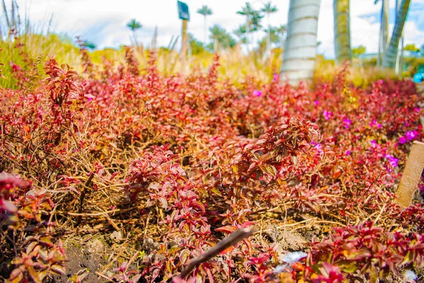 Plantes Colorées Sur Prairie — Photo