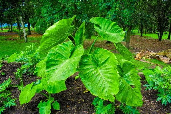 公園内の巨大な葉を持つ植物 大きな緑の葉を持つ地球上の美しい茂み — ストック写真