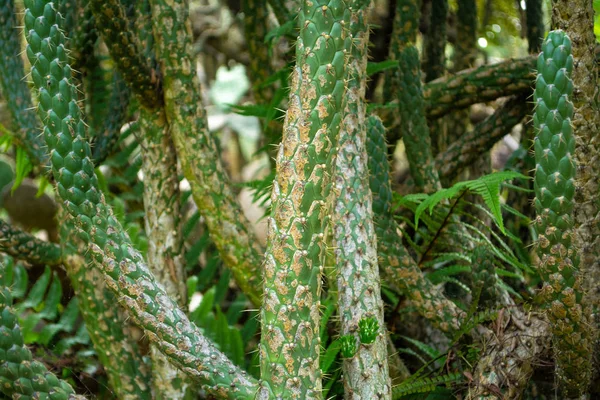 Cactus Lungo Diversi Tipi Con Texture Vicino — Foto Stock