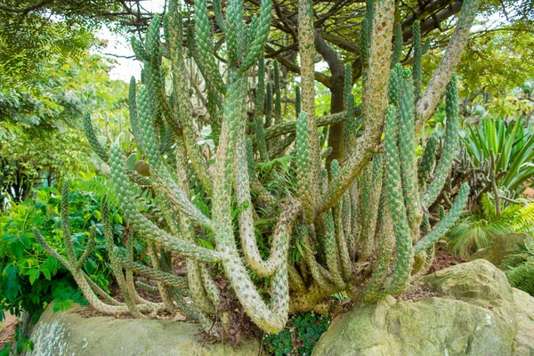 Cactus Lungo Diversi Tipi Sulla Cima Una Pietra Della Foresta — Foto Stock