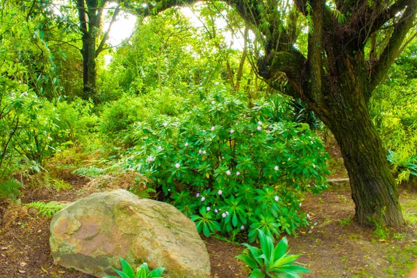 Piedra Grande Hermoso Árbol Junto Arbusto Medio Del Bosque — Foto de Stock