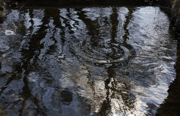 Reflexão de uma árvore na água — Fotografia de Stock