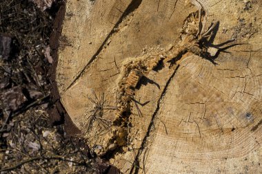 Küçük, eski bir köyde ağaç kestim.