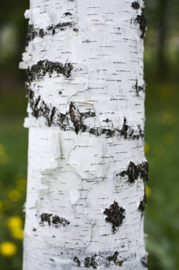 Beyaz bir huş ağacının gövdesi yeşil bir tarlada