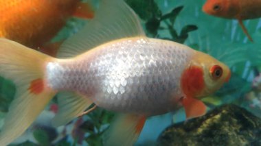 Akvaryum, sualtı dünyası, balık