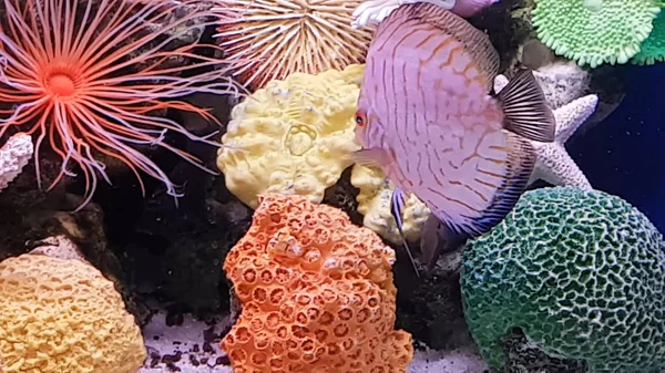 Akvarium Undervattensvärlden Fisk — Stockfoto