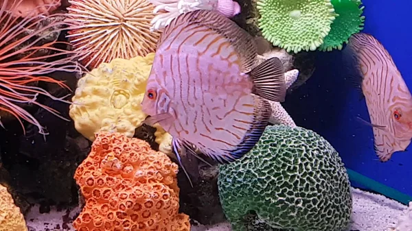 Akvarium Undervattensvärlden Fisk — Stockfoto