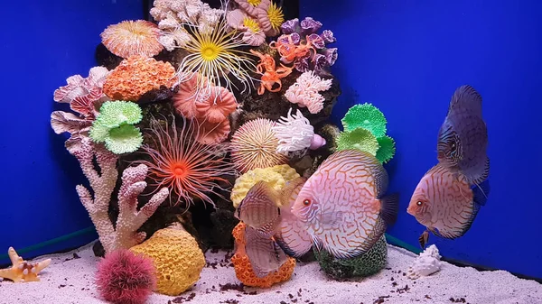 Aquarium, underwater world, fish