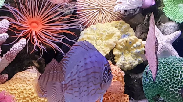 Aquarium, underwater world, fish