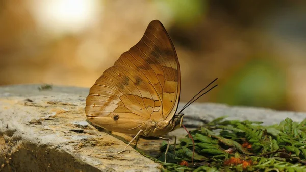Pillangók Rovarok Közelközeli Természet — Stock Fotó