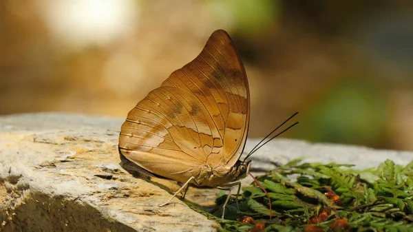 Butterflies Insects Close Nature — Stock Photo, Image