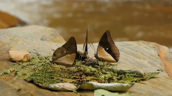Бабочки Насекомые Крупный План Природа — стоковое фото