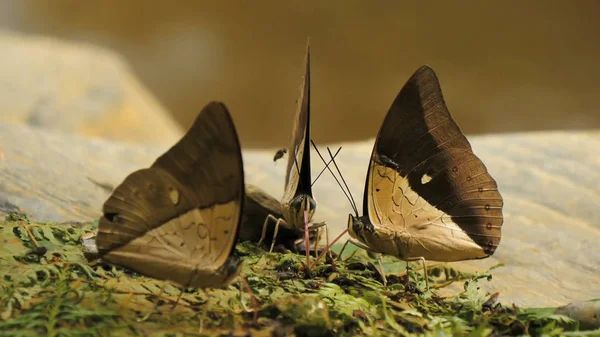 Бабочки Насекомые Крупный План Природа — стоковое фото