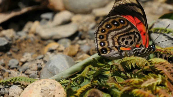 Butterflies Insects Close Nature — Stock Photo, Image