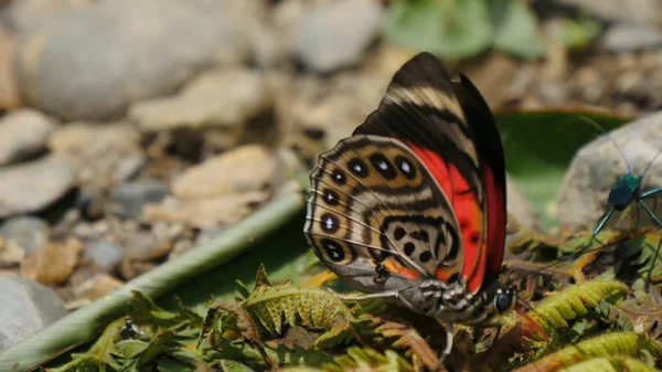 Motýli Hmyz Uzavření Příroda — Stock fotografie