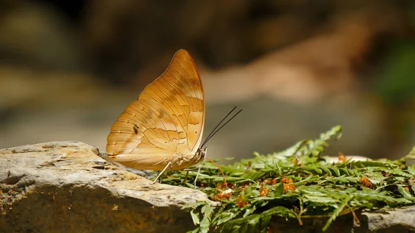 Butterflies Insects Close Nature — Stock Photo, Image