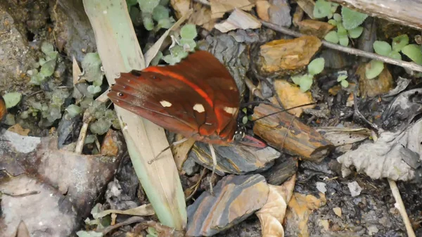 Butterflies Insects Close Nature — Stock Photo, Image