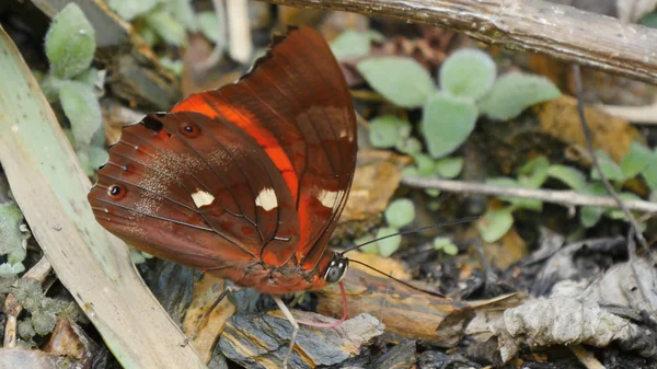 Motýli Hmyz Uzavření Příroda — Stock fotografie