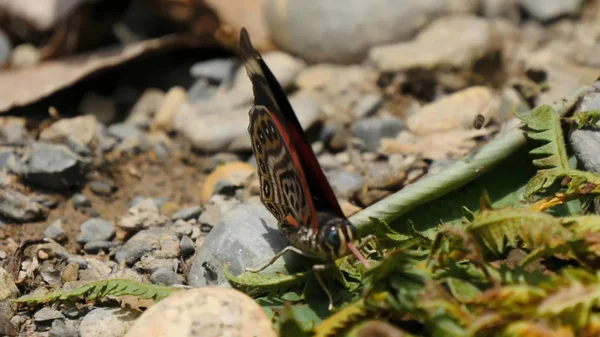 Butterflies Insects Close Nature — Stock Photo, Image